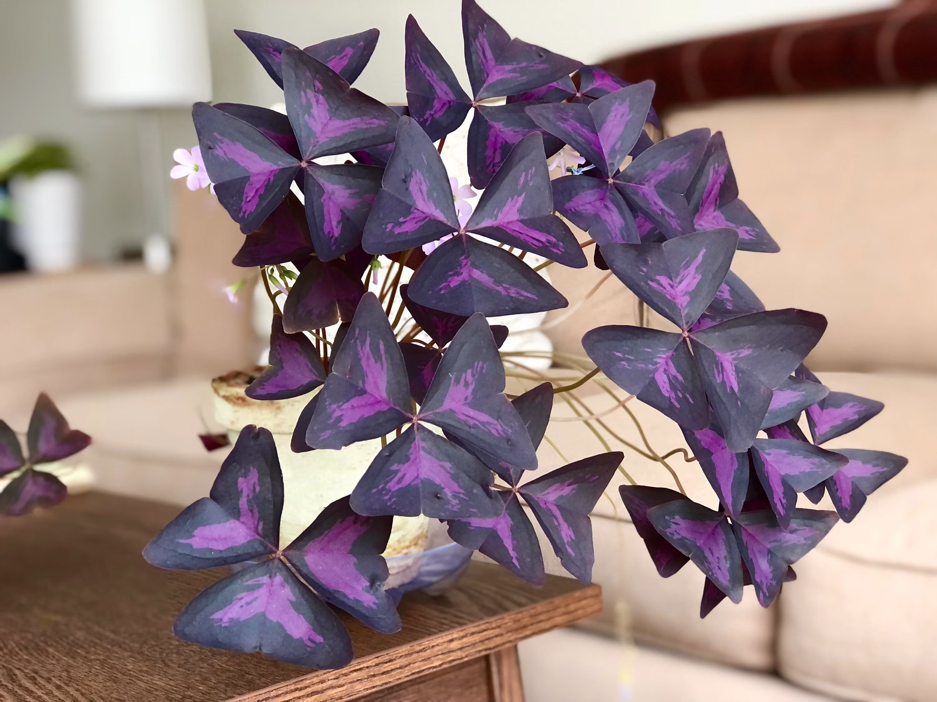 Oxalis Triagonis ผีเสื้อราตรี