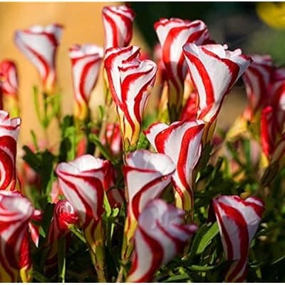 Oxalis versicolor   ดอกไม้หายากสำหรับประดับตกแต่งบ้าน